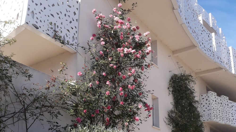 Montpellier - Création d’espaces verts dans une résidence à Lattes (34) 3.jpg